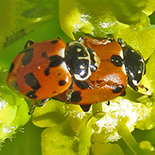 Hippodamia variegata